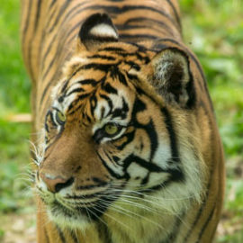 Kiara, le tigre de Sumatra