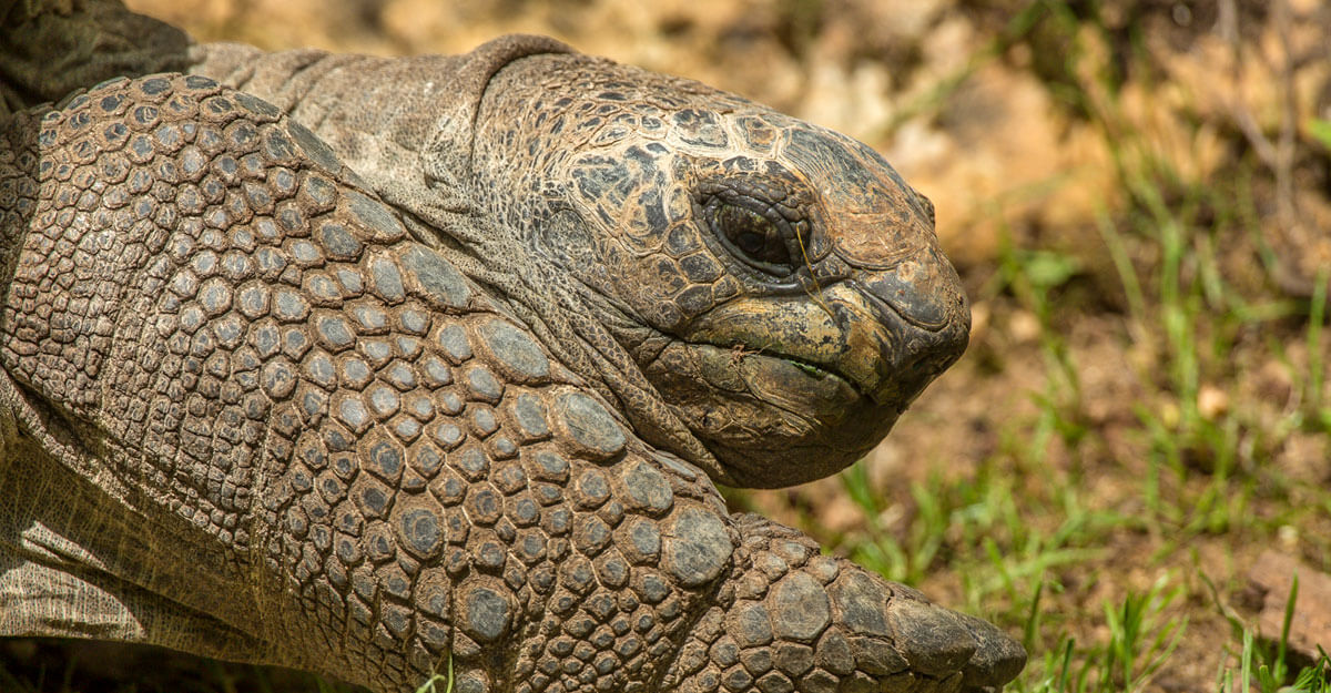 Portrait tortue des Seychelles