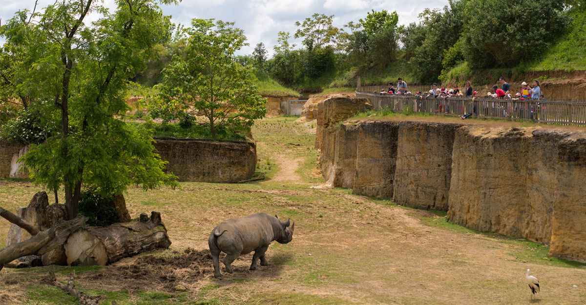 Rhinocéros marchant dans la vallée