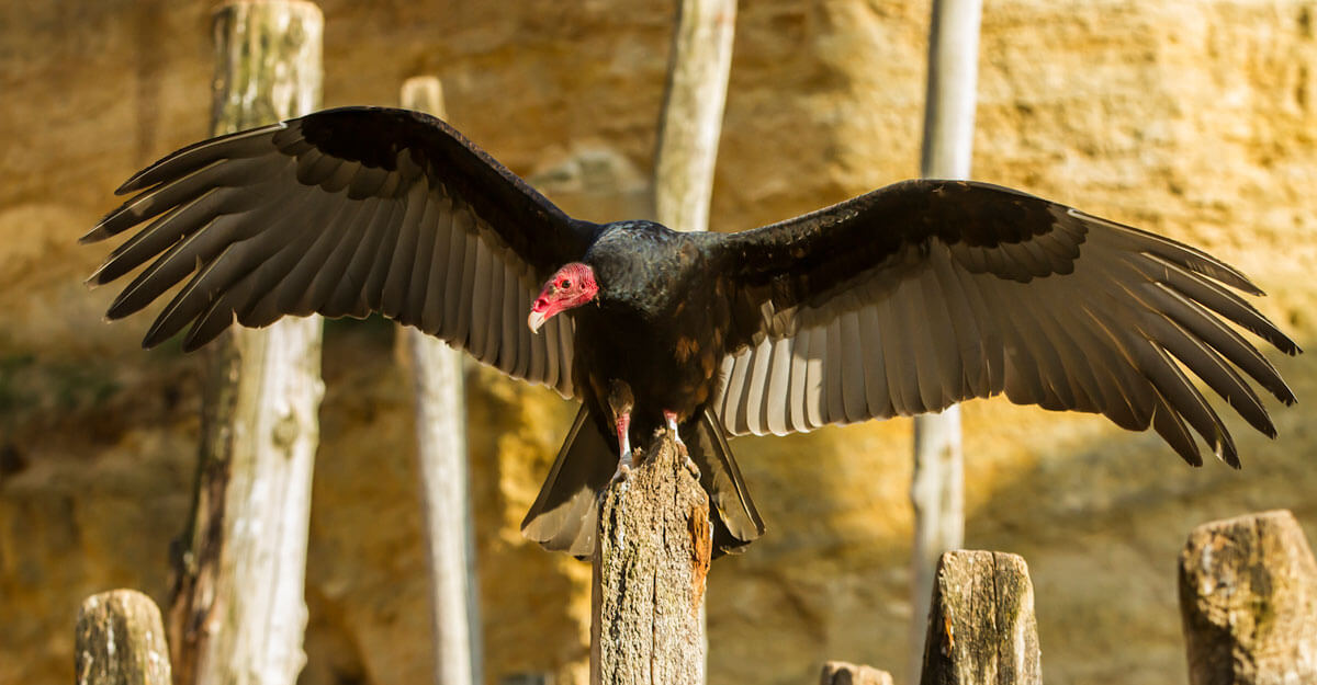 bioparc-parc-zoologique-vautour-tete-rouge