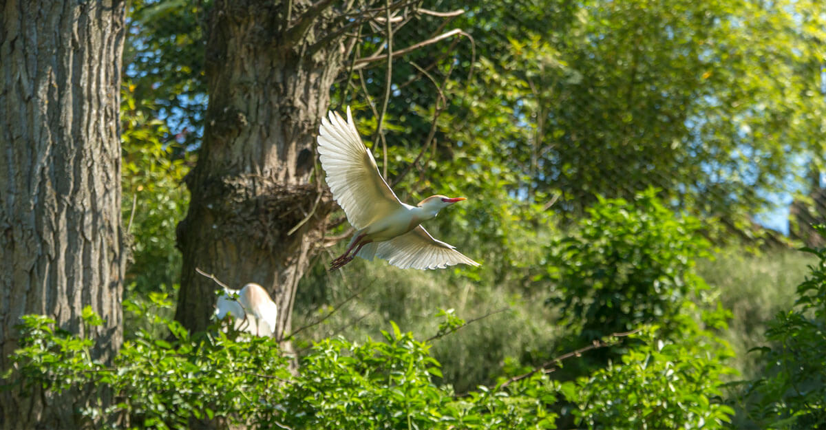 bioparc-parc-zoologique-voliere-europeenne Héron garde-boeuf en vol