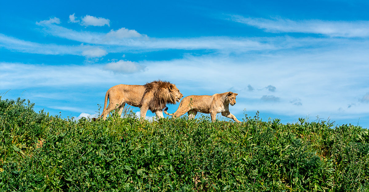 Lion et lionne marchant dans l'herbe verte
