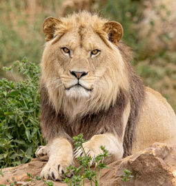 image - Lion d’Afrique