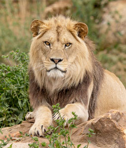 bioparc-parc-zoologique-lion