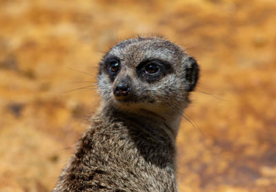 Portrait d'un suricate