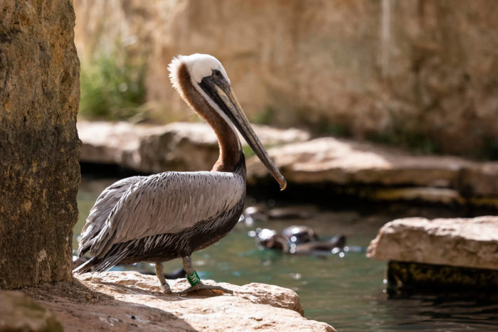 Pelican-brun-©-Bioparc-P.Chabot
