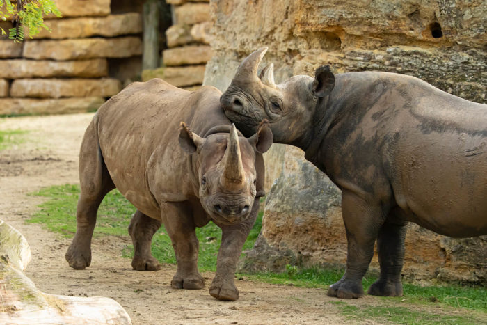 Rhino-noir-©-Bioparc-P.Chabot