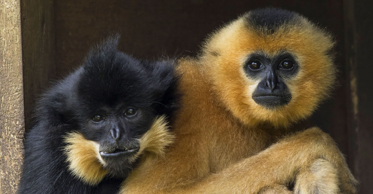 bioparc-parc-zoologique-gibbon-favoris-roux