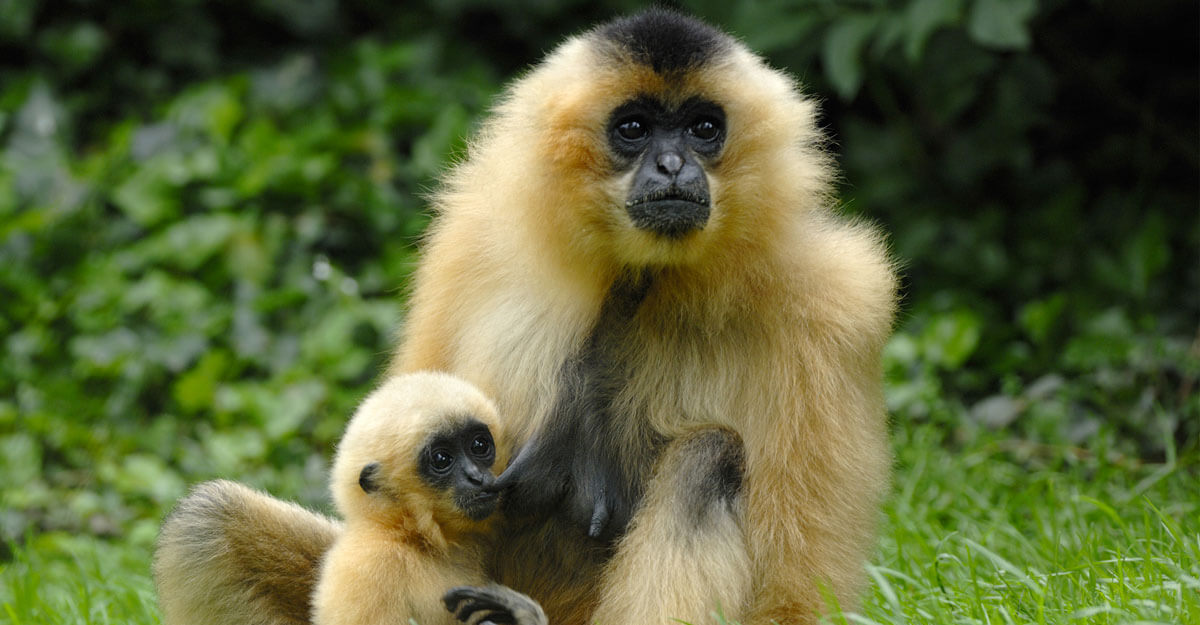 Petit gibbon à favoris roux têtant sa mère