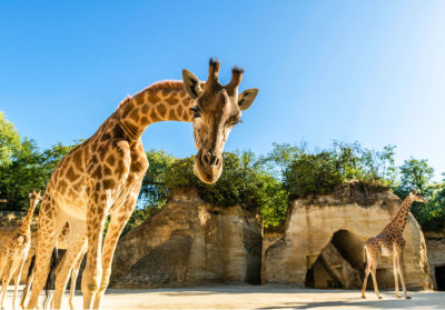 Portrait d'une girafe qui s'approche