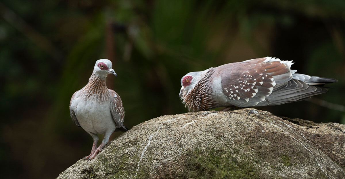 Deux pigeons de Guinée sur un rocher