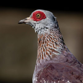 image - Pigeon de Guinée