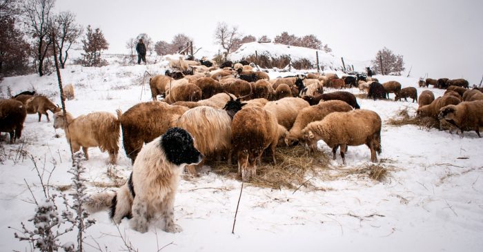 Des chèvres dans la neige gardées par un chien