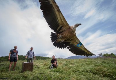 Relâché d'un vautour en Bulgarie