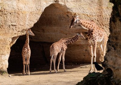 2 girafons et 1 girafe adulte